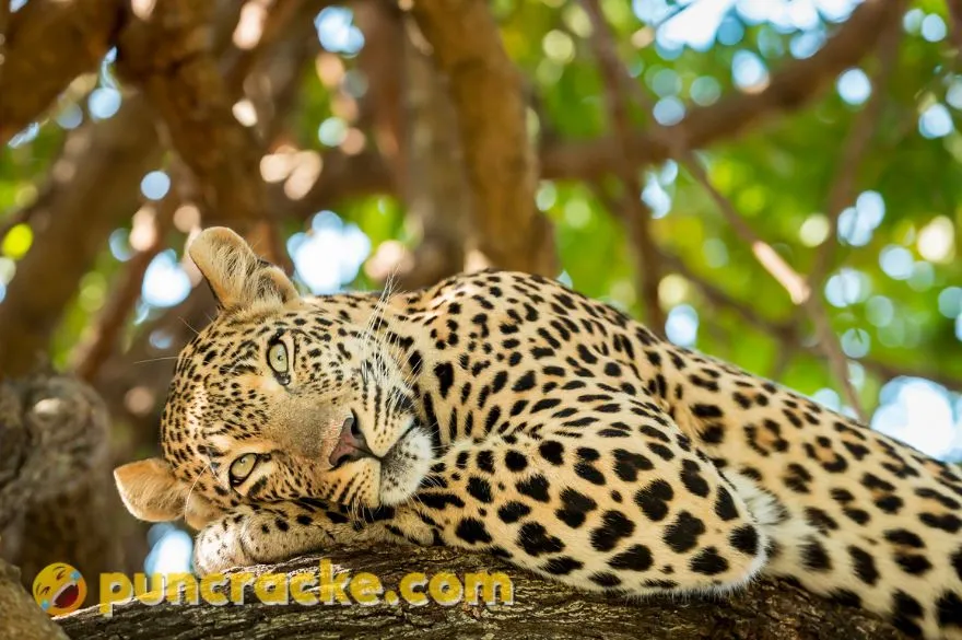 leopard puns and jokes